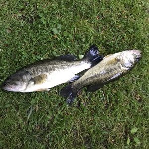 Meet your Posher, Adam